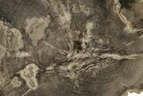 Polished Petrified Wood (Dicot) Round - Texas #289418-1